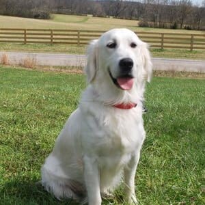 English Cream Golden Retrievers Puppies